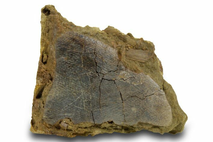 Hadrosaur Ossified Tendon & Turtle Shell in Sandstone - Wyoming #380408